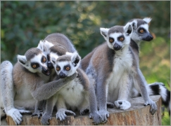 <p>LEMUR KATA (Lemur catta) ZOO Ústí nad Labem</p>